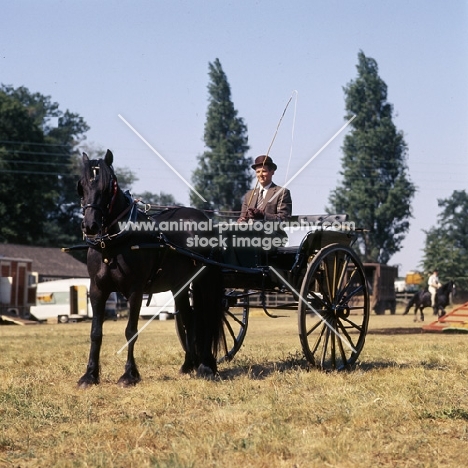 Brymor Mimi, Dales Pony in harness, driving 