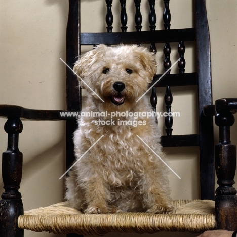 lakeland terrier in pet trim sitting on a chair