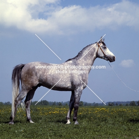 El Azrak, Polish Arab stallion at janow podlaski stud 