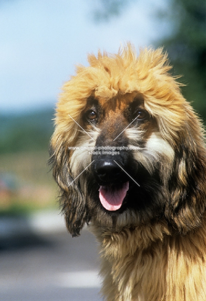 afghan hound puppy head shot