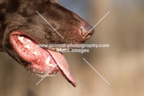 German Shorthaired Pointer muzzle