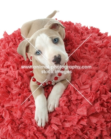 American Pit Bull Terrier puppy wearing beaded necklace