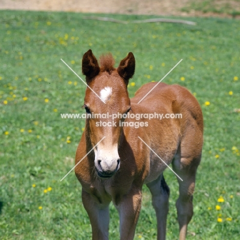 quarter horse foal showing muscles