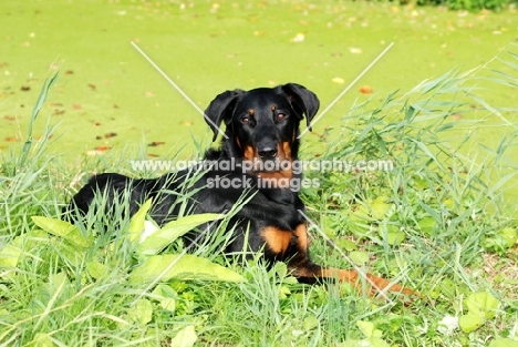 Beauceron in greenery