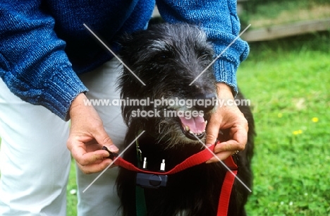 collar for freedom fencing collar being fitted to a lurcher