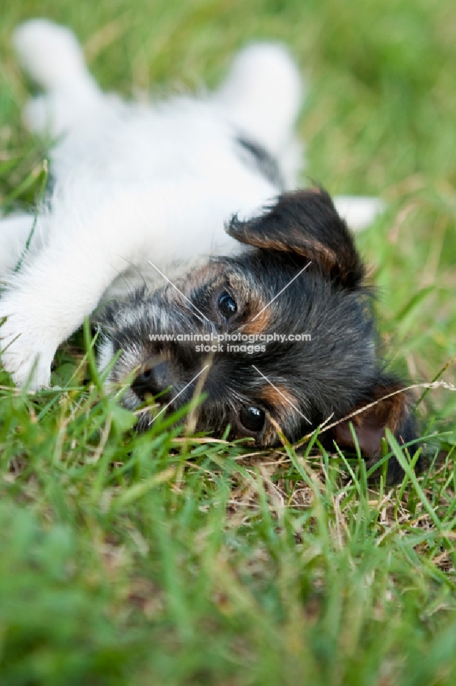Jack Russell puppy lying in grass