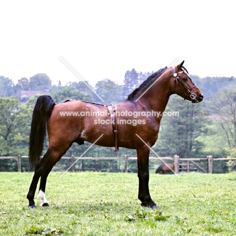 Frank Haydon's Hackney Pony, side view 