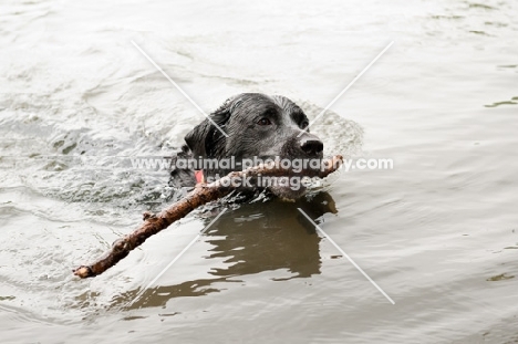 Black Labrador swimming, retrieving stick
