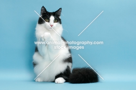 black and white Norwegian Forest cat, sitting on hind legs with paws together
