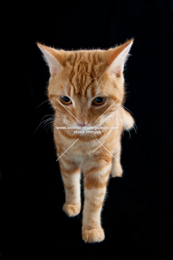 ginger cat looking down, waiting to play