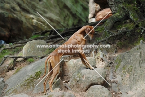 Champion Azawakh - sighthound of the Tuareg