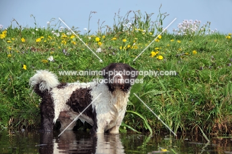 Wetterhound standing in water