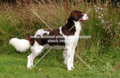 Dutch Partridge dog