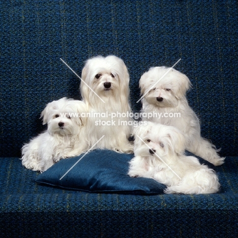 vicbrita delectabelle & her  three puppies,  maltese, sitting on sofa