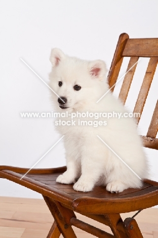 American Eskimo puppy on chair