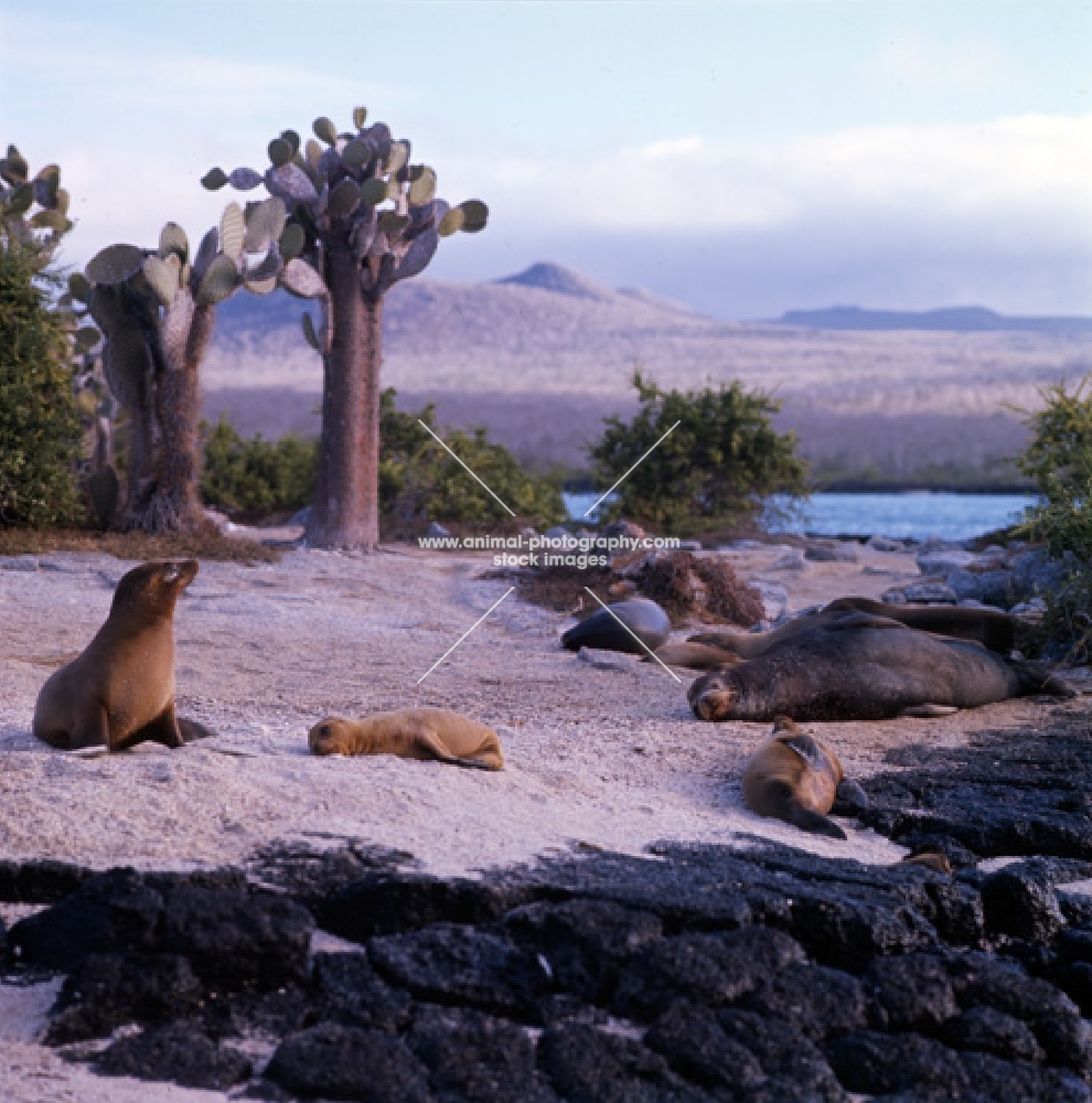 galapagos sea lions, beachmaster with cows and pups on seal island, loberia island, galapagos islands