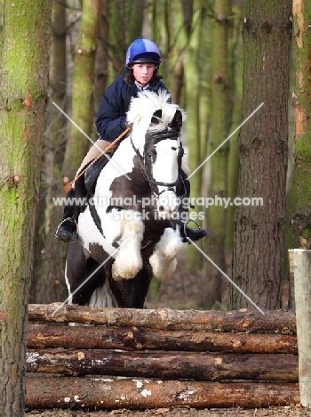 Skewbald horse jumping logs