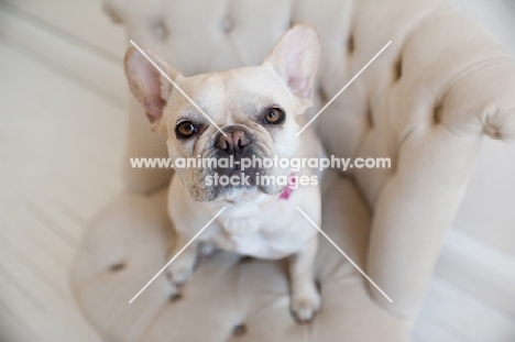 Fawn French Bulldog sitting on matching tan tufted chair.