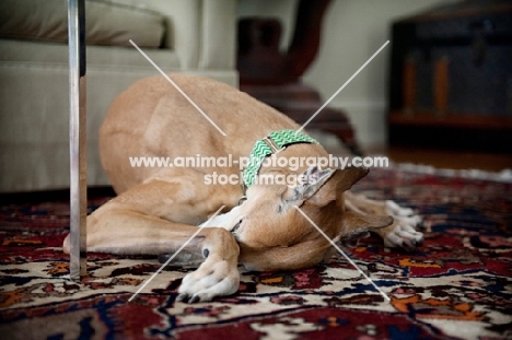 greyhound hiding nose under paw