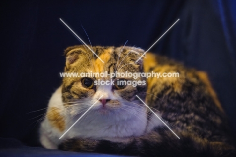 Scottish Fold cat lying