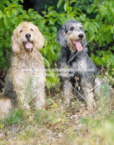 two Griffon Nivernais dogs