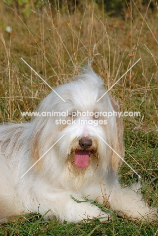 Bearded Collie lying down on grass