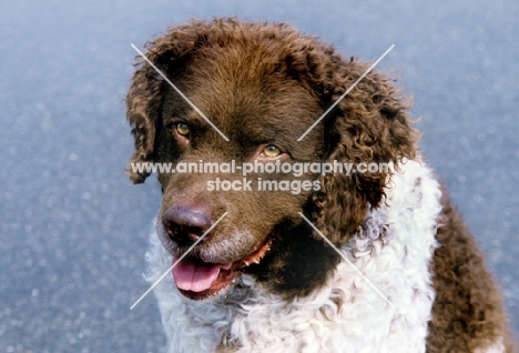 wetterhound, portrait on a grey background in holland