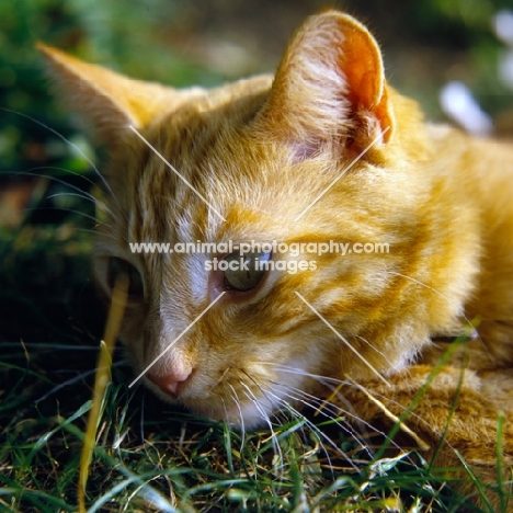 ginger cat portrait