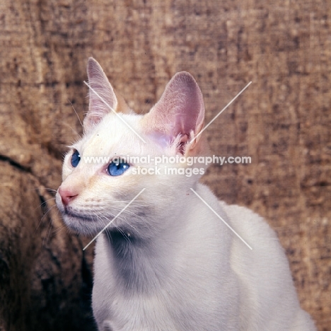 red point siamese cat