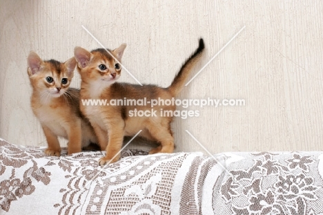 two ruddy Abyssinian kittens on sofa