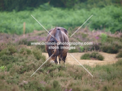 Exmoor Pony in greenery
