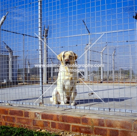 yellow labrador in quarantine kennel