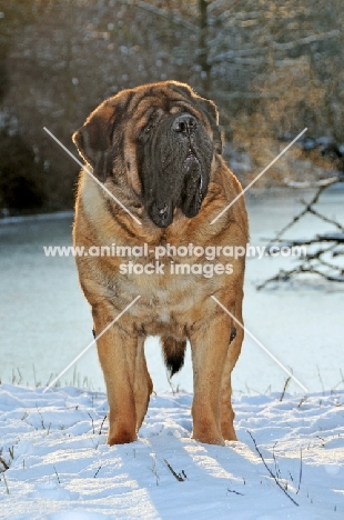 Mastiff in snow