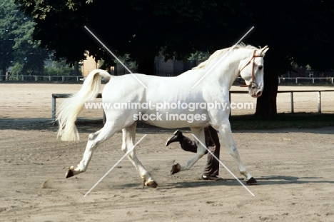 hanoverian trotting with handler at celle