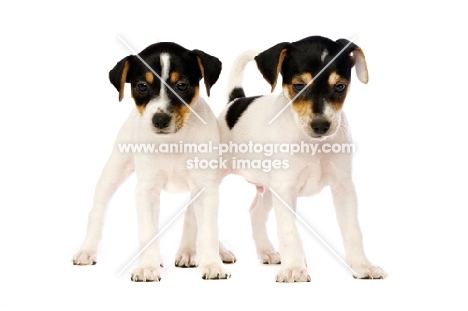 Jack Russell puppies isolated on a white background