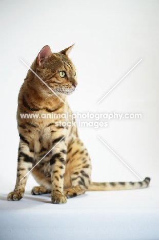 Portrait of a bengal male cat, champion Mainstreet Full Throttle of Guru