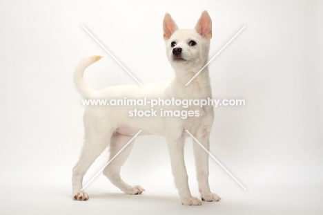 Kishu puppy