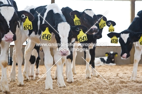 Holstein Friesian calves in bar