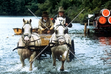 pair of welsh cobs at water during driving competition at windsor