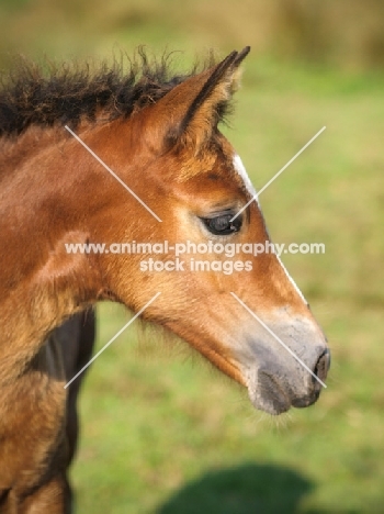 Welsh Cob (section d) foal