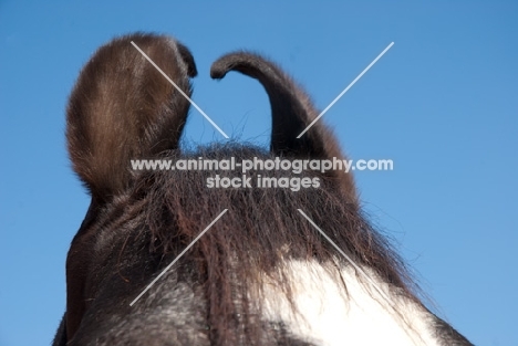 close up of black marwari horse ears