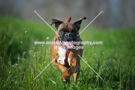 Boxer with toungue out running in a grass field