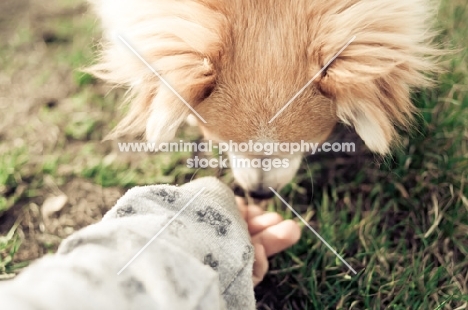 long-haired Chihuahua smelling hand