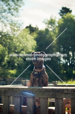 dog waiting behind fence