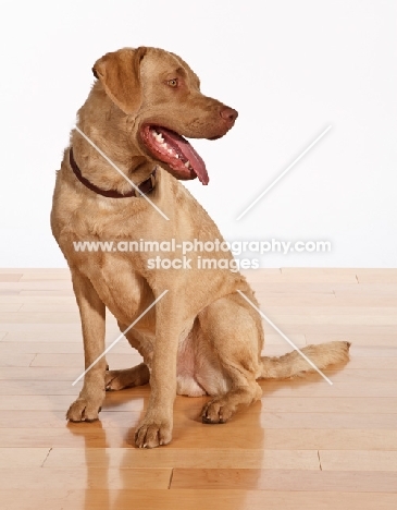 Chesapeake Bay Retriever sitting on wooden floor