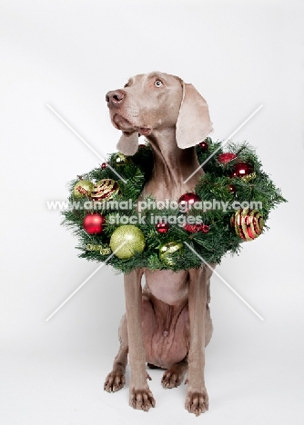 Weimaraner in studio, with Christmas wreath around his neck.