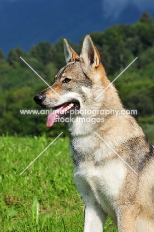 Czechoslovakian wolfdog (aka Ceskoslovensky Vlcak)