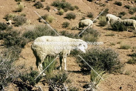 navajo-churro sheep in monument valley, usa