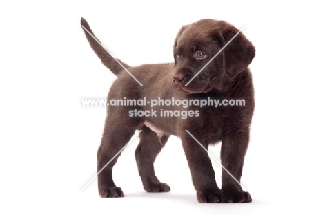 chocolate Labrador Retriever puppy, looking away