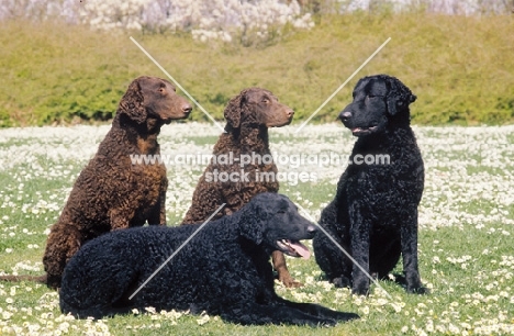 group of Curly Coated Retrievers